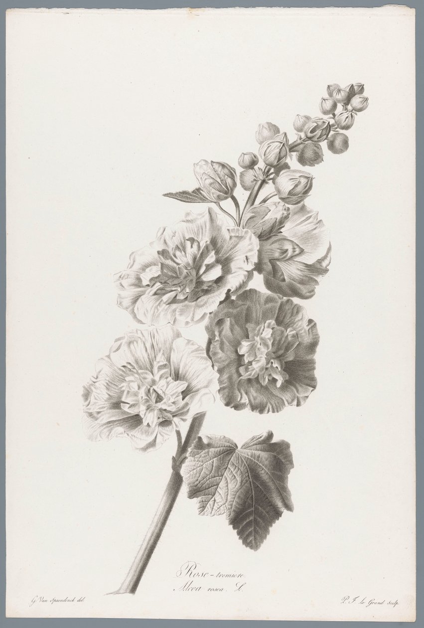 ستوكروس Hollyhock / Alcea rosea L. (العنوان على الكائن) زهور مستمدة من الطبيعة (...) (عنوان السلسلة) بواسطة بيير فرانسوا ليجراند