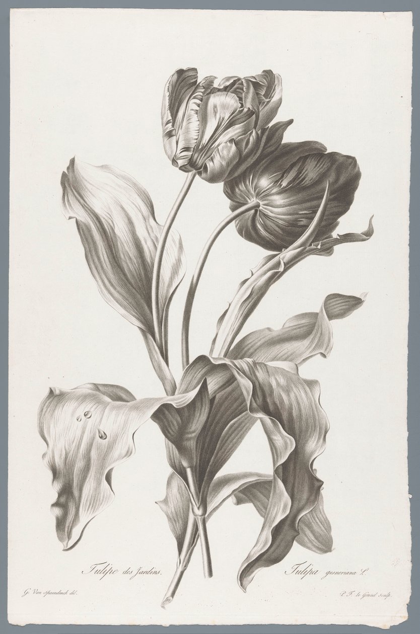 نبات القنب Garden Tulip / Tulipa gesneriana L. (العنوان على الكائن) زهور مستمدة من الطبيعة (...) (عنوان السلسلة) بواسطة بيير فرانسوا ليجراند