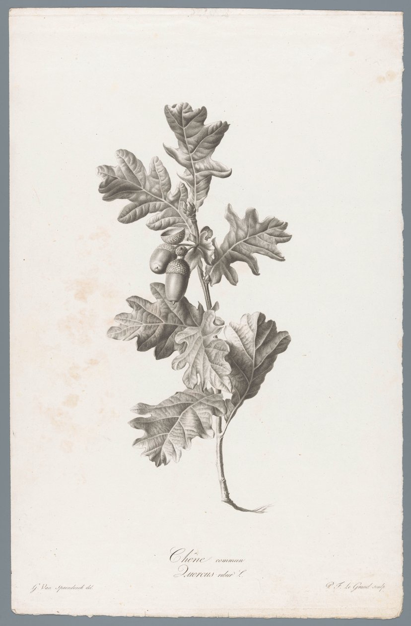 زوميريك البلوط الشائع / Quercus robur L. (العنوان على الكائن) زهور مستمدة من الطبيعة (...) (عنوان السلسلة) بواسطة بيير فرانسوا ليجراند