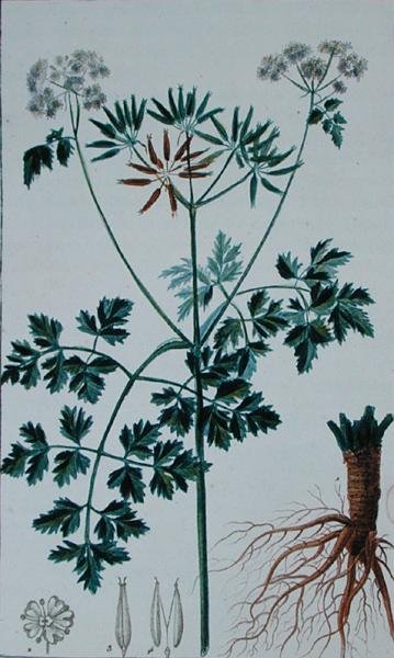 لوحة نباتية تصور Chervil ، من "Flore du Dictionnaire des sciences Medicales" بقلم فرانسوا بيير شوميتون (1775-1819) ، نُشرت في 1813-1820 (نقش ملون) بواسطة بيير جان فرانسوا (بعد) توربين