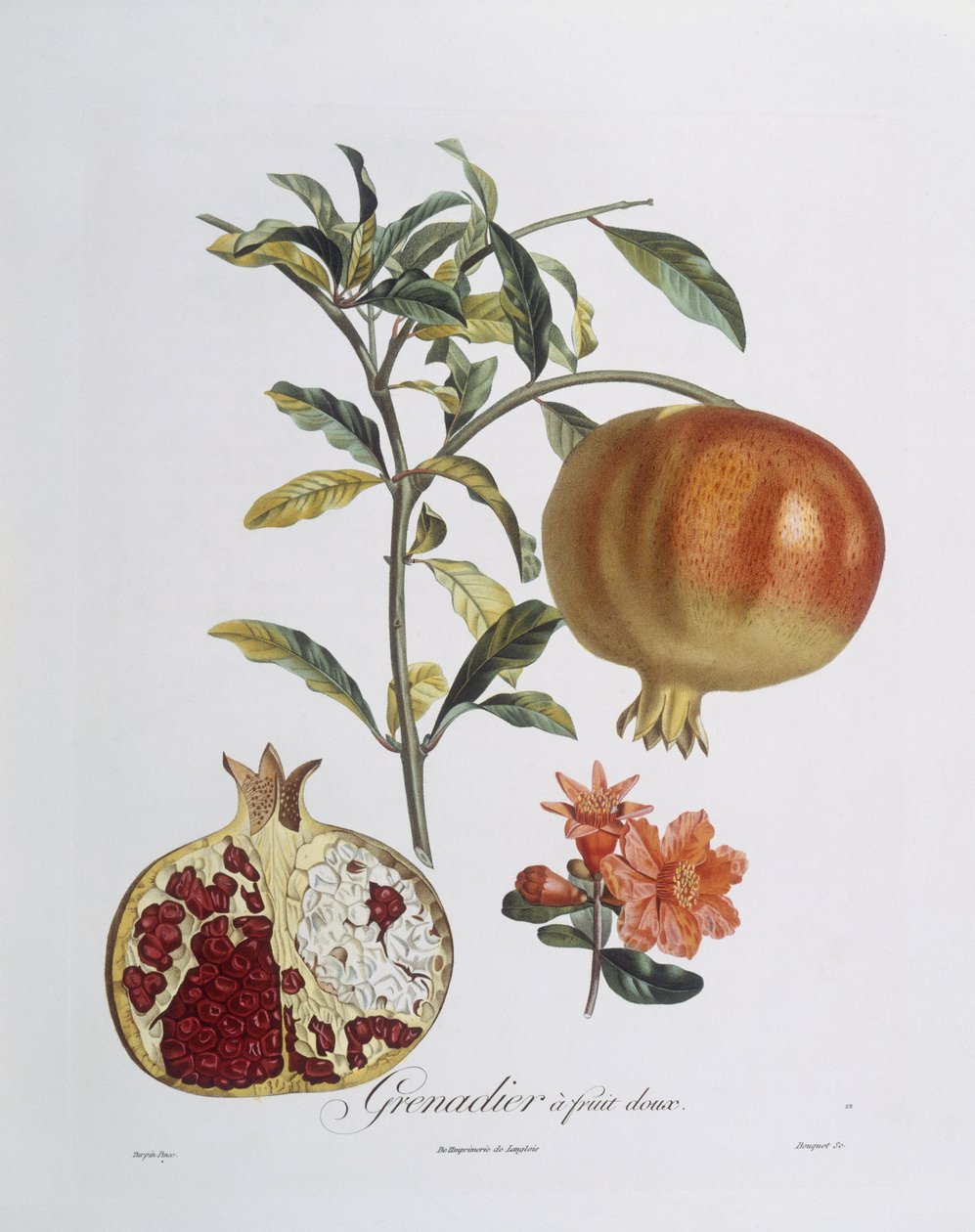 Pomegranate (Punica granatum) engraved by Henry Louis Duhamel du Monceau (coloured engraving) بواسطة بيير جان فرانسوا (بعد) توربين