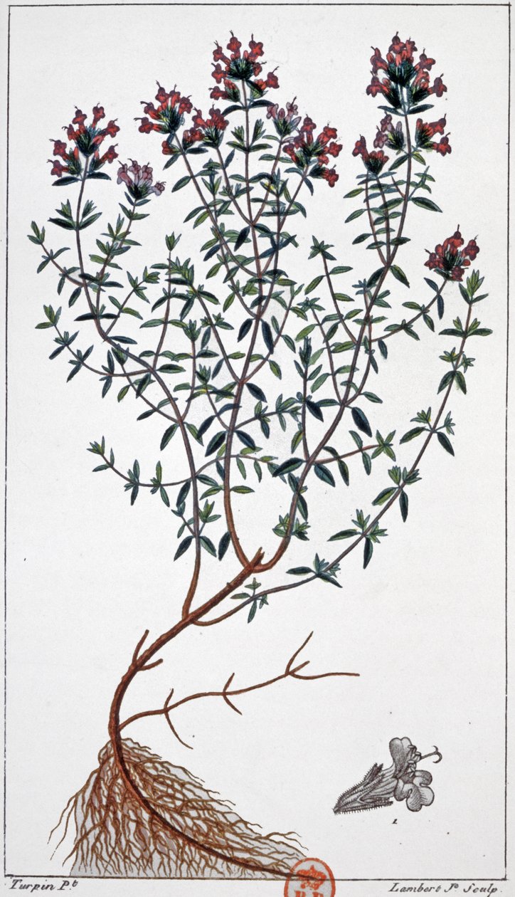 زعتر حوالي 1850 (نقش) بواسطة بيير جان فرانسوا (بعد) توربين