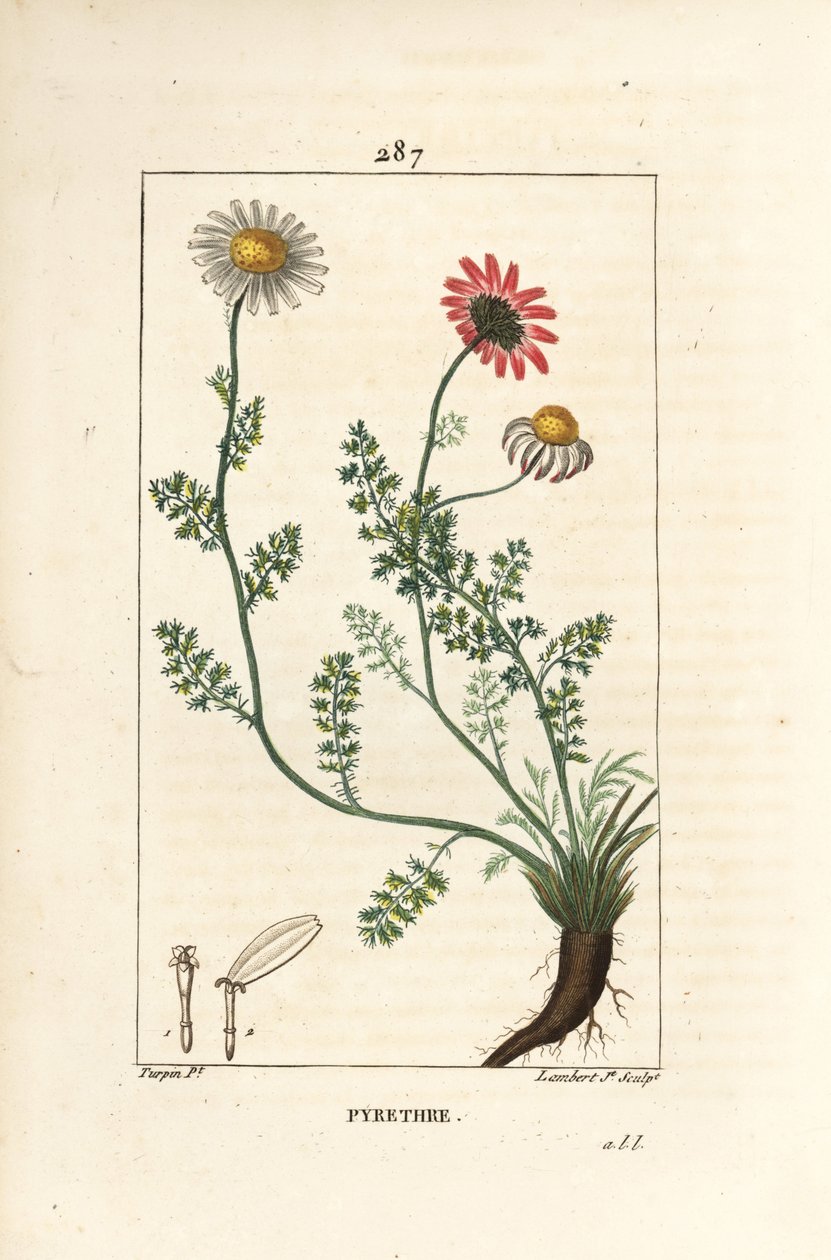 بيريثروم الأفريقي - بيليتوري إسبانيا ، Anthemis pyrethrum (Anacyclus pyrethrum) مع الزهور والأوراق والساق والجذور. نقش على لوح نحاسي ملون يدويًا بواسطة لامبرت جونيور من رسم بيير جان فرانسوا توربين من شوميتون وبوارت وشام بواسطة بيير جان فرانسوا توربين