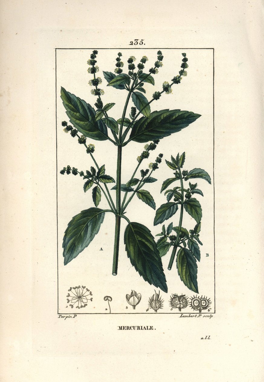 Mercuriale السنوي - Mercurial ، Mercurialis annua. نقش على لوح نحاسي ملون يدويًا بواسطة لامبرت جونيور من رسم بيير جان فرانسوا توربين من شوميتون وبوارت وشامبيرت "" لا فلور ميديكال "،" باريس ، بانكوك بواسطة بيير جان فرانسوا توربين