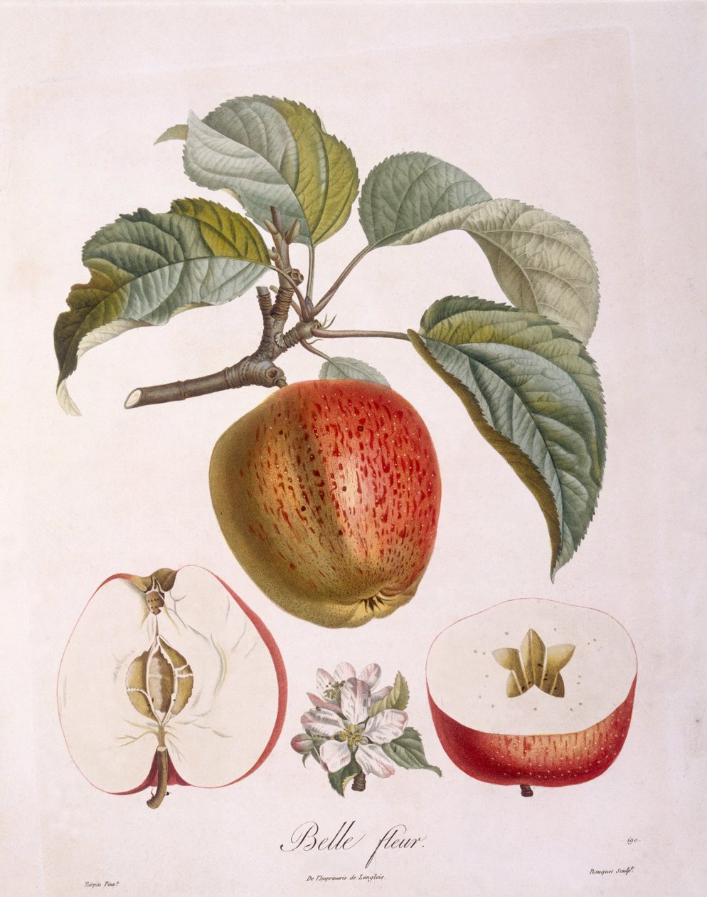 Apple "Belle fleur" Henry Louis Duhamel du Monceau, botanical plate by Pierre Jean Francois Turpin بواسطة بيير جان فرانسوا توربين