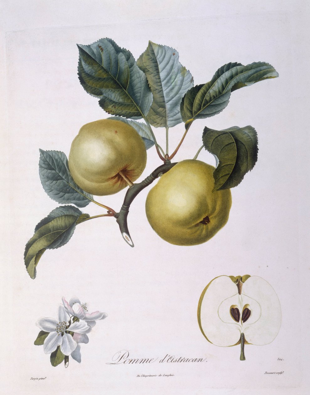التفاح "Pomme d'Astracan" Henry Louis Duhamel du Monceau ، لوحة نباتية بواسطة Pierre Jean Francois Turpin بواسطة بيير جان فرانسوا توربين