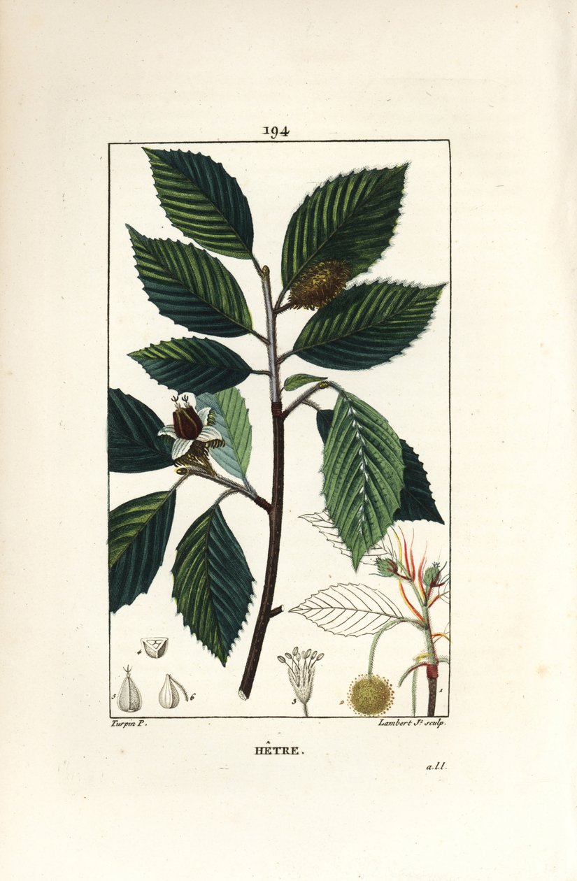 شجرة الزان ، Fagus sylvatica. نقش على لوح نحاسي ملون يدويًا بواسطة لامبرت جونيور من رسم بيير جان فرانسوا توربين من شوميتون وبوارت وشامبيرت "" لا فلور ميديكال "،" باريس ، بانكوك بواسطة بيير جان فرانسوا توربين