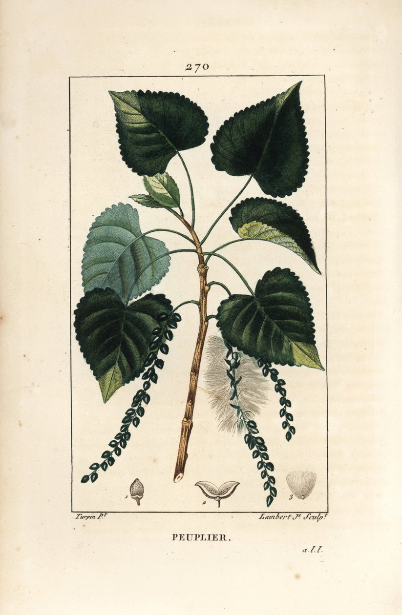 شجرة الحور السوداء ، Populus nigra ، مع الأوراق والساق والبذور. نقش على لوح نحاسي ملون يدويًا بواسطة لامبرت جونيور من رسم بيير جان فرانسوا توربين من شوميتون وبوارت وشامبيرت "" لا فلور ميديكال "،" باريس ، بانكوك بواسطة بيير جان فرانسوا توربين