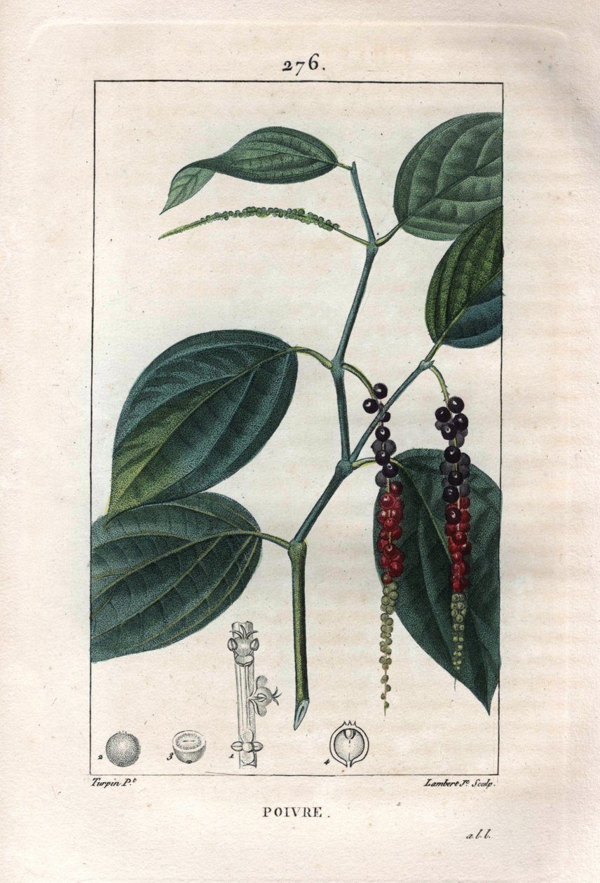 Botanical: black pepper - Black pepper with leaves and peppercorns, Piper nigrum. Handcoloured stipple copperplate engraving by Lambert from a drawing by Pierre Jean-Francois Turpin from Chaumeton, Poiret et Chamberet