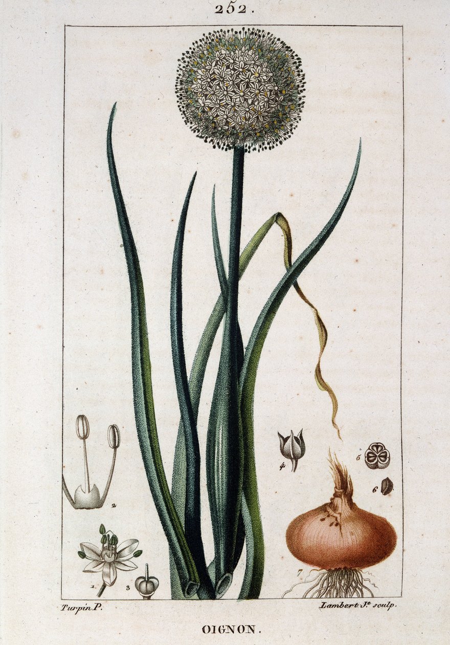 لوح نباتي للبصل - في "Flora médicale" بواسطة Chaumeton Chamberet et Poiret. رسمها إي.بنكروت وجي إف توربين. إد. بنكروت. باريس بواسطة بيير جان فرانسوا توربين
