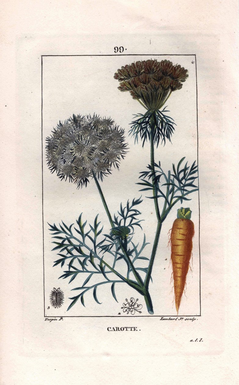 Botanical: carrot - Carrot root and flower, Daucus carota. Handcoloured stipple copperplate engraving by Lambert from a drawing by Pierre Jean-Francois Turpin from Chaumeton, Poiret et Chamberet