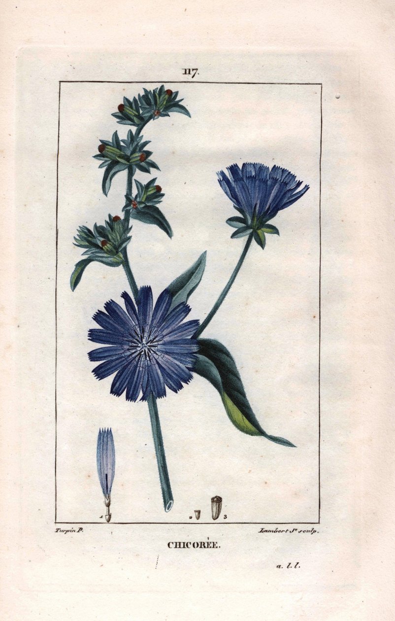 Botanical: chicoree with flower - Chicory plant and flower, Cichorium intybus. Handcoloured stipple copperplate engraving by Lambert from a drawing by Pierre Jean-Francois Turpin from Chaumeton, Poiret et Chamberet