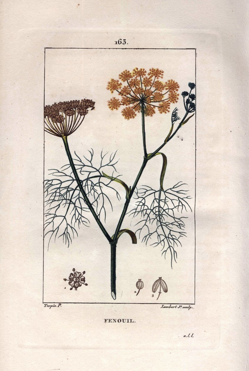 علم النبات: الشمر ، الشمر ، Foeniculum vulgare. نقش على لوح نحاسي ملون يدويًا بواسطة لامبرت من رسم بيير جان فرانسوا توربين من شوميتون ، "لا فلور ميديكال" لـ Poiret et Chamberet "" باريس ، بانكوك بواسطة بيير جان فرانسوا توربين