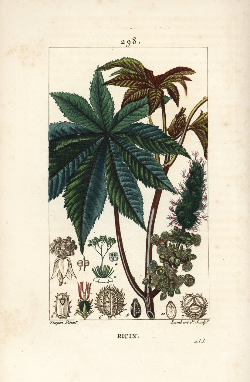 زيت الخروع أو نبات الخروع ، Ricinus communis (Ricinus vulgaris) ، مع أوراق الشجر والزهور والساق والبذور. نقش على لوح نحاسي منقوش يدويًا بواسطة لامبرت جونيور من رسم بيير جان فرانسوا توربين من شوميتون وبوارت ولوحة لا فلو "" لشامبرت بواسطة بيير جان فرانسوا توربين
