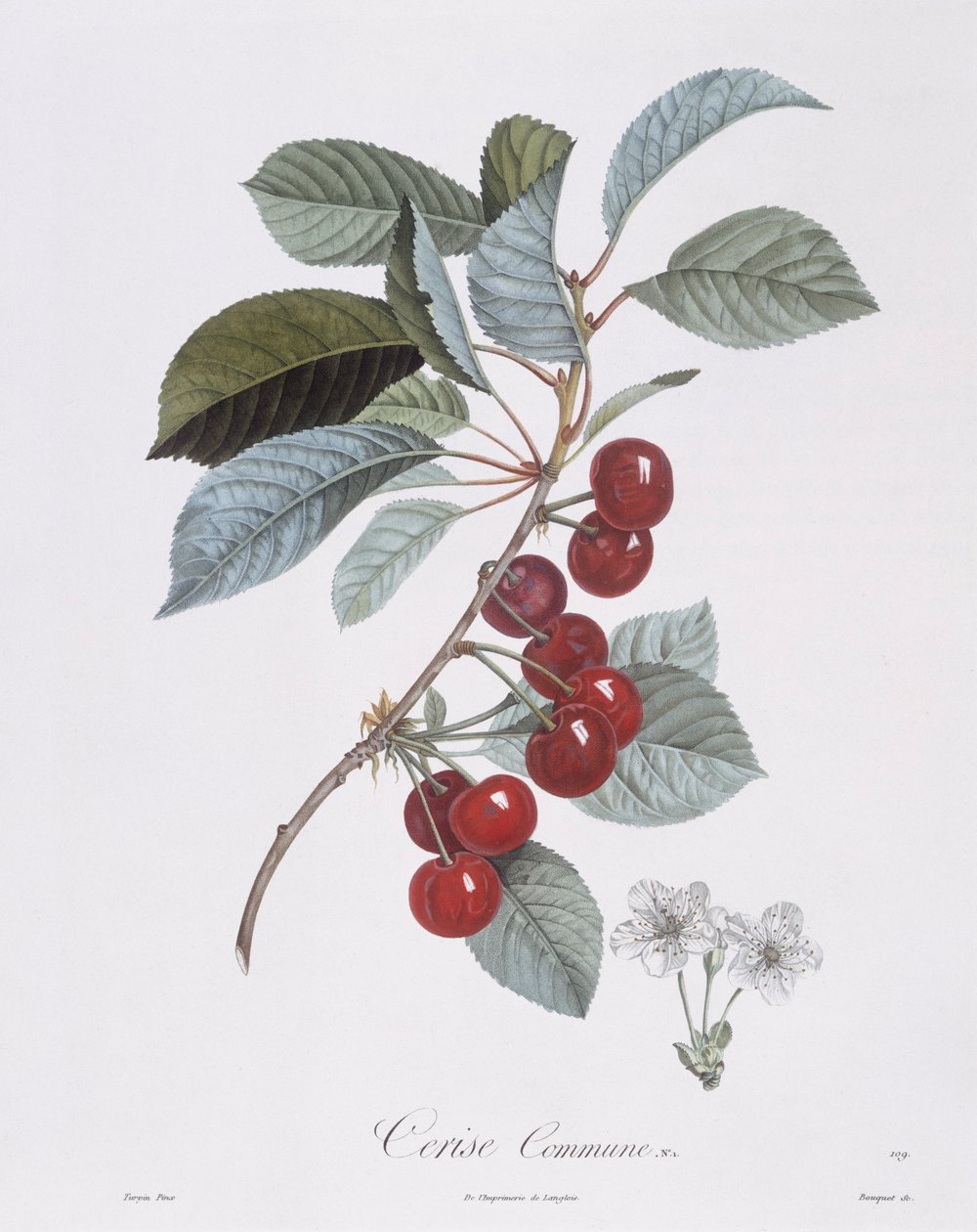 Cherry tree (Prunus avium), Henry Louis Duhamel du Monceau, botanical plate by Pierre Jean Francois Turpin بواسطة بيير جان فرانسوا توربين