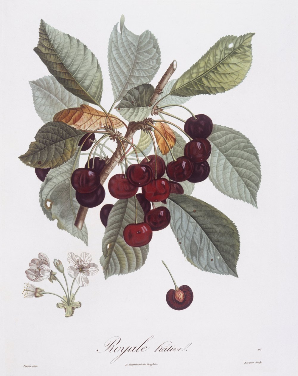 شجرة الكرز (Prunus avium) ، Henry Louis Duhamel du Monceau ، لوحة نباتية من تصميم Pierre Jean Francois Turpin بواسطة بيير جان فرانسوا توربين
