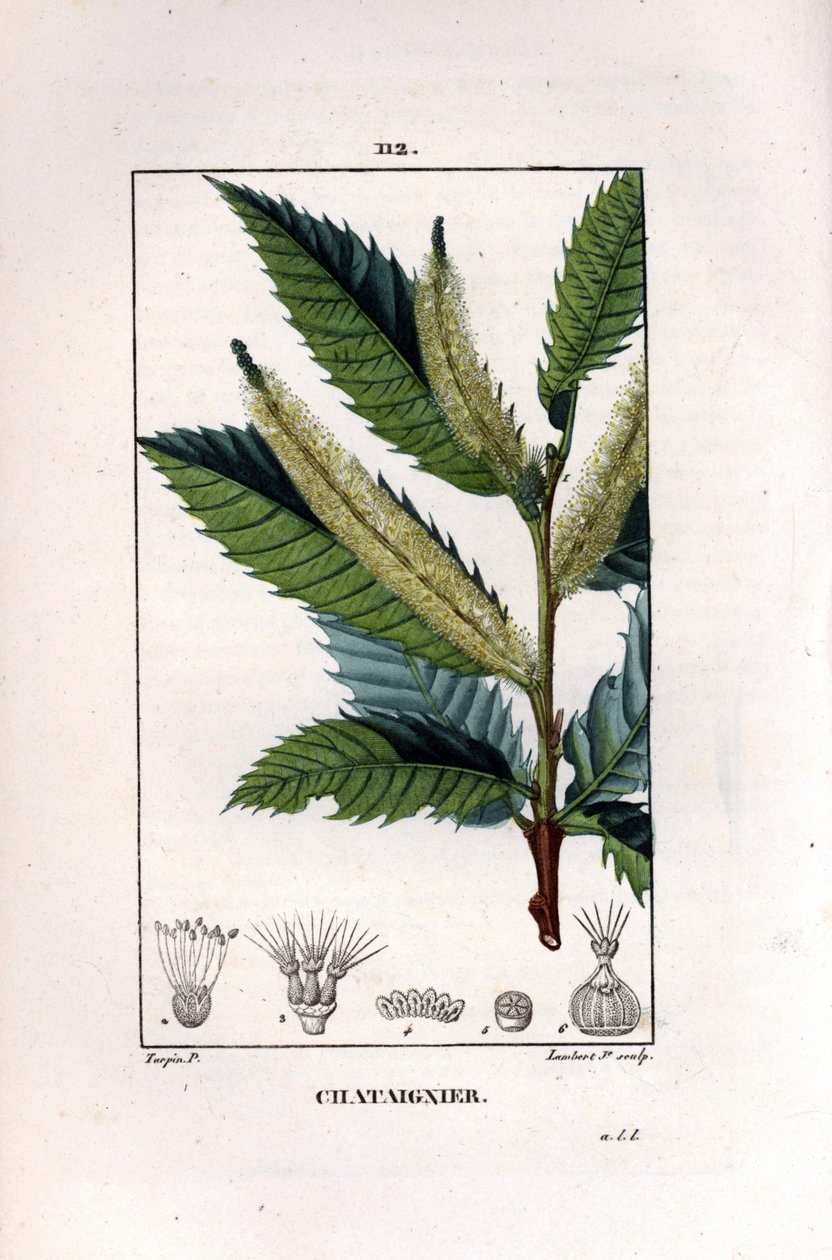 فرع الكستناء - شجرة الكستناء الحلوة ، Castanea sylvestris. نقش على لوح نحاسي ملون يدويًا بواسطة لامبرت جونيور من رسم بيير جان فرانسوا توربين من شوميتون ، "La Flore Medicale" لـ Poiret et Chamberet ، Paris ، Panckoucke بواسطة بيير جان فرانسوا توربين