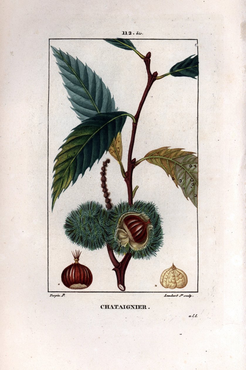 فرع الكستناء مع الفاكهة (الكستناء) - شجرة الكستناء الحلوة ، Castanea sylvestris. نقش على لوح نحاسي ملون يدويًا بواسطة لامبرت جونيور من رسم بيير جان فرانسوا توربين من شوميتون ، "" La Flore Medicale "لـ Poiret et Chamberet" باريس بواسطة بيير جان فرانسوا توربين