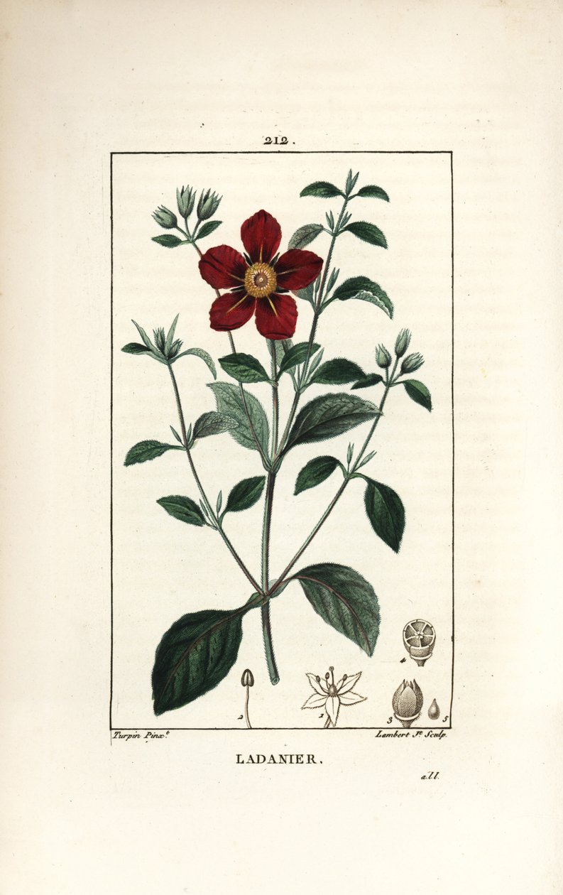 Cistus of Crete - اللثة cistus ، Cistus creticus. نقش على لوح نحاسي ملون يدويًا بواسطة لامبرت جونيور من رسم بيير جان فرانسوا توربين من شوميتون وبوارت وشامبيرت "" لا فلور ميديكال "،" باريس ، بانكوك بواسطة بيير جان فرانسوا توربين