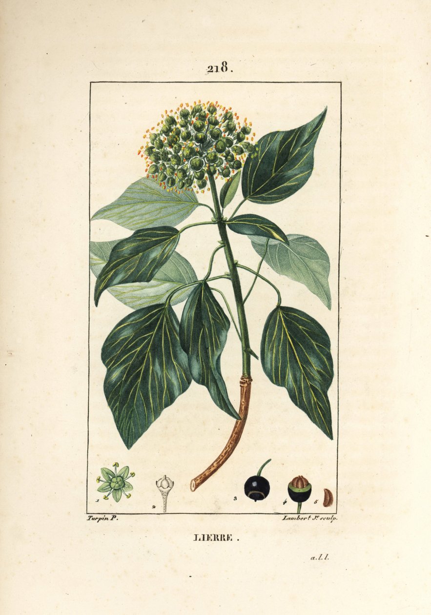 تسلق اللبلاب - اللبلاب الشائع ، Hedera helix. نقش على لوح نحاسي ملون يدويًا بواسطة لامبرت جونيور من رسم بيير جان فرانسوا توربين من شوميتون وبوارت وشامبيرت "" لا فلور ميديكال "،" باريس ، بانكوك بواسطة بيير جان فرانسوا توربين