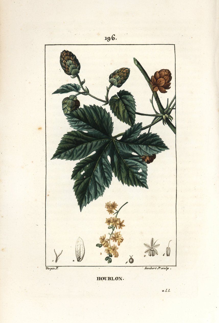 تسلق القفزات - القفزات ، Humulus lupulus. نقش على لوح نحاسي ملون يدويًا بواسطة لامبرت جونيور من رسم بيير جان فرانسوا توربين من شوميتون وبوارت وشامبيرت "" لا فلور ميديكال "،" باريس ، بانكوك بواسطة بيير جان فرانسوا توربين