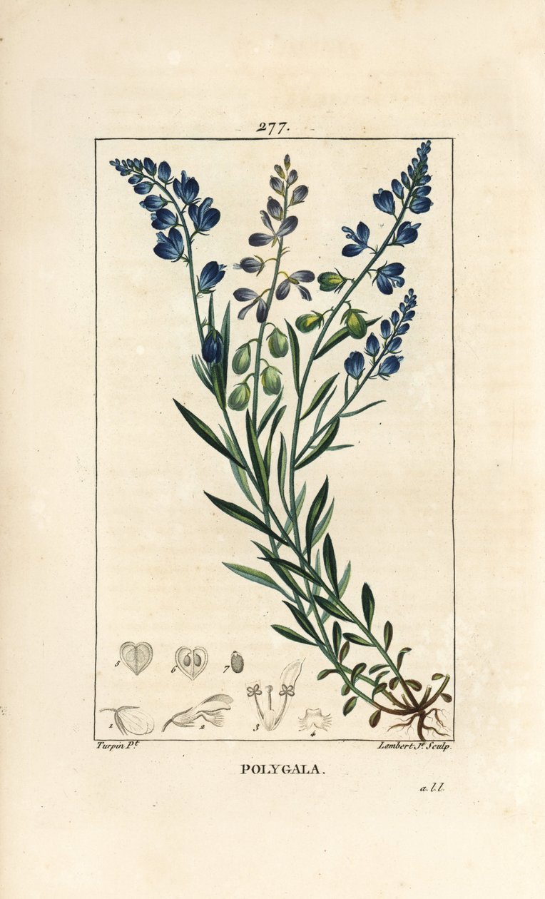 Milkwort الشائع - Milkwort ، Polygala vulgaris ، مع الزهور والأوراق والساق والجذر. نقش على لوح نحاسي ملون يدويًا بواسطة لامبرت جونيور من رسم بيير جان فرانسوا توربين من شوميتون وبوارت و "" La Flore Medicale "،" Pari بواسطة بيير جان فرانسوا توربين