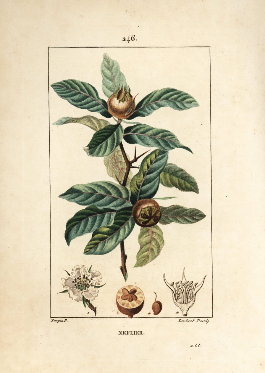 Neflier الشائعة - المشملة الألمانية ، Mespilus germanica ، مع الأوراق والفاكهة والبذور والزهور. نقش على لوح نحاسي ملون يدويًا بواسطة لامبرت جونيور من رسم بيير جان فرانسوا توربين من شوميتون وبوارت و "" لا فلور ميديكال "لشامبرت" بواسطة بيير جان فرانسوا توربين