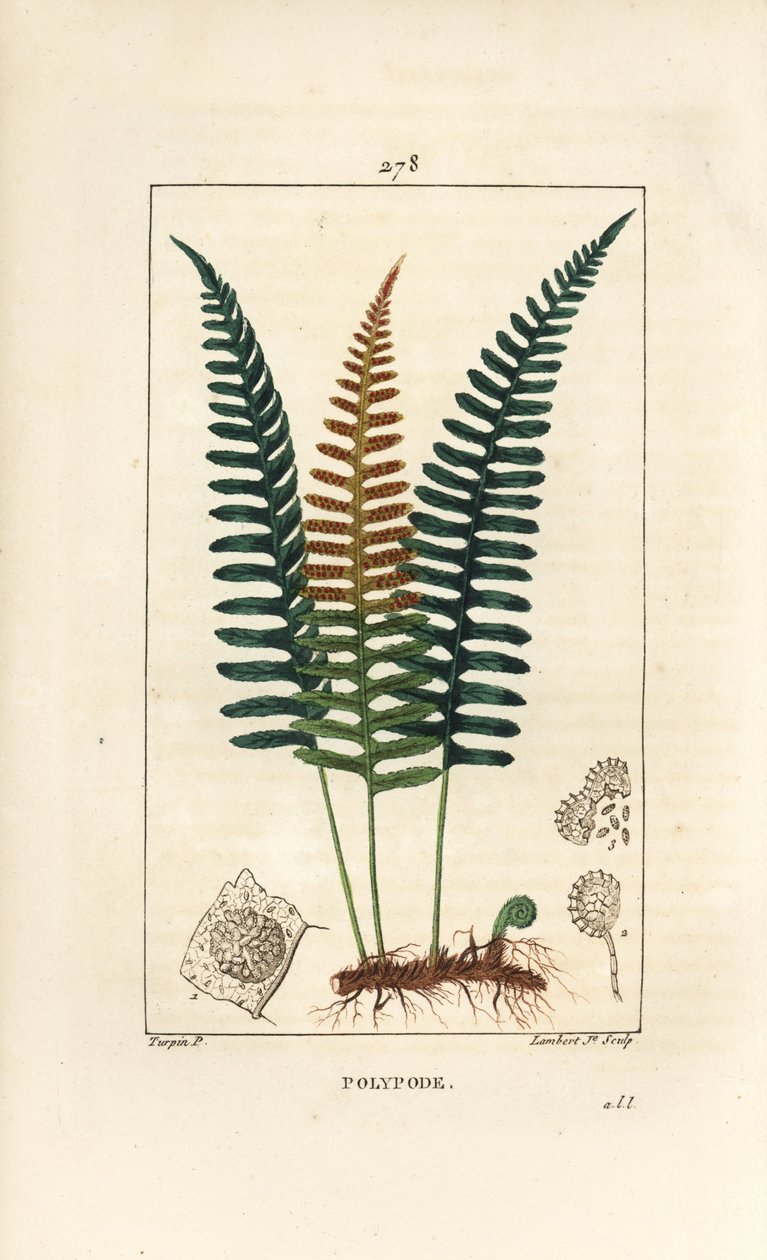 Polypod الشائعة - Polypody fern ، Polypodium vulgare ، مع الأوراق والبذور والجذر. نقش على لوح نحاسي منقوش يدويًا بواسطة لامبرت جونيور من رسم بيير جان فرانسوا توربين من شوميتون ، بوارت و "" لا فلور ميديكال "،" باريس ، بي بواسطة بيير جان فرانسوا توربين