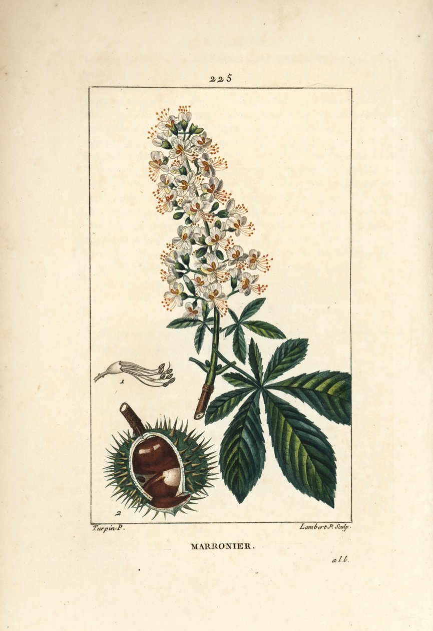 الكستناء الشائع أو الكستناء أو الكستناء الأبيض - Horsechestnut ، Aesculus hippocastanum. نقش على لوح نحاسي منقوش يدويًا بواسطة لامبرت جونيور من رسم بيير جان فرانسوا توربين من شوميتون وبوارت و "" La Flore Medicale "،" P بواسطة بيير جان فرانسوا توربين