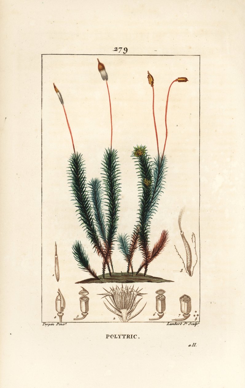 polytrichum الشائع (رغوة) - طحلب الشعر الشائع ، polytrichum الشائع. نقش على لوح نحاسي ملون يدويًا بواسطة لامبرت جونيور من رسم بيير جان فرانسوا توربين من شوميتون وبوارت وشامبيرت "لا فلور ميديكال" ، "باريس ، بانكوك بواسطة بيير جان فرانسوا توربين