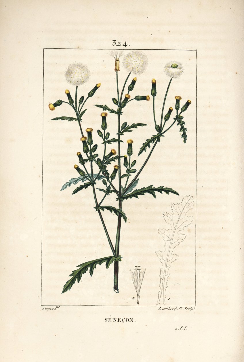 Common senecon - Common groundsel, Senecio vulgaris, with flower, leaf, seed, stalk, and leaf outline. Handcoloured stipple copperplate engraving by Lambert Junior from a drawing by Pierre Jean-Francois Turpin from Chaumeton, Poiret and Chamberet