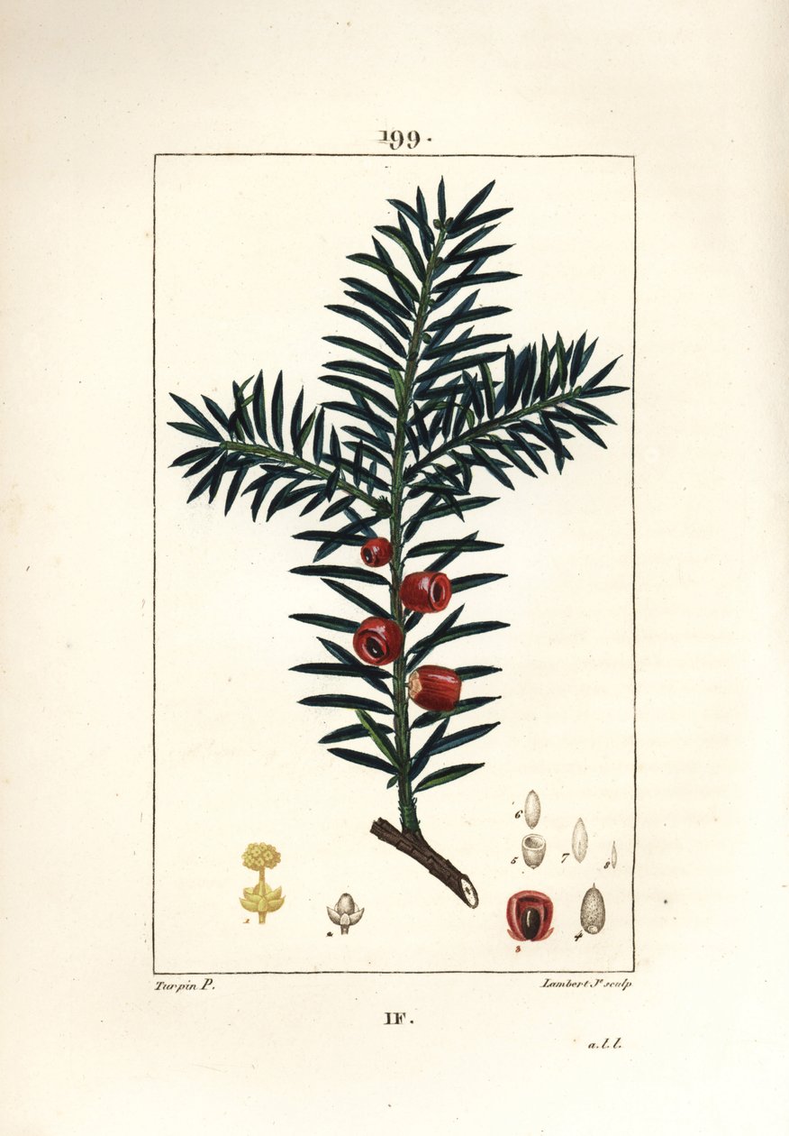 الطقسوس الشائع أو الطقسوس التوت - شجرة الطقسوس ، Taxus baccata. نقش على لوح نحاسي ملون يدويًا بواسطة لامبرت جونيور من رسم بيير جان فرانسوا توربين من شوميتون وبوارت وشامبيرت "" لا فلور ميديكال "،" باريس ، بانكوك بواسطة بيير جان فرانسوا توربين