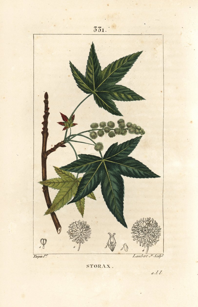 Copalm of America أو Liquidambar - Storax أو العنبر السائل ، Liquidambar Styraciflua. نقش على لوح نحاسي منقوش يدويًا بواسطة لامبرت جونيور من رسم بيير جان فرانسوا توربين من شوميتون وبوارت و "" لا فلور ميديكال "Pa بواسطة بيير جان فرانسوا توربين