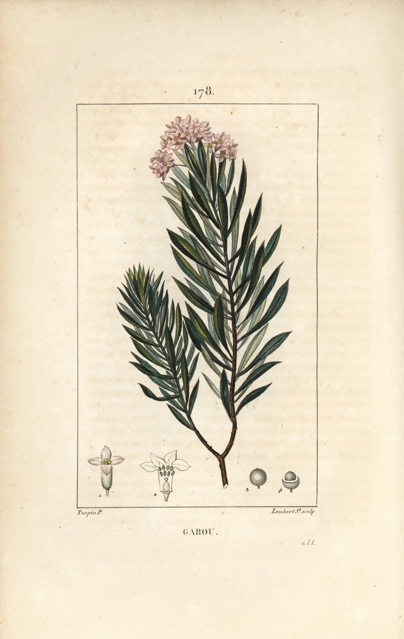 دافني جارو ، Thymele أو Saint Bois - Spurge flax ، Daphne gnidium. نقش على لوح نحاسي ملون يدويًا بواسطة لامبرت جونيور من رسم بيير جان فرانسوا توربين من شوميتون وبوارت وشامبيرت "لا فلور ميديكال" ، "باريس ، بانكوك بواسطة بيير جان فرانسوا توربين