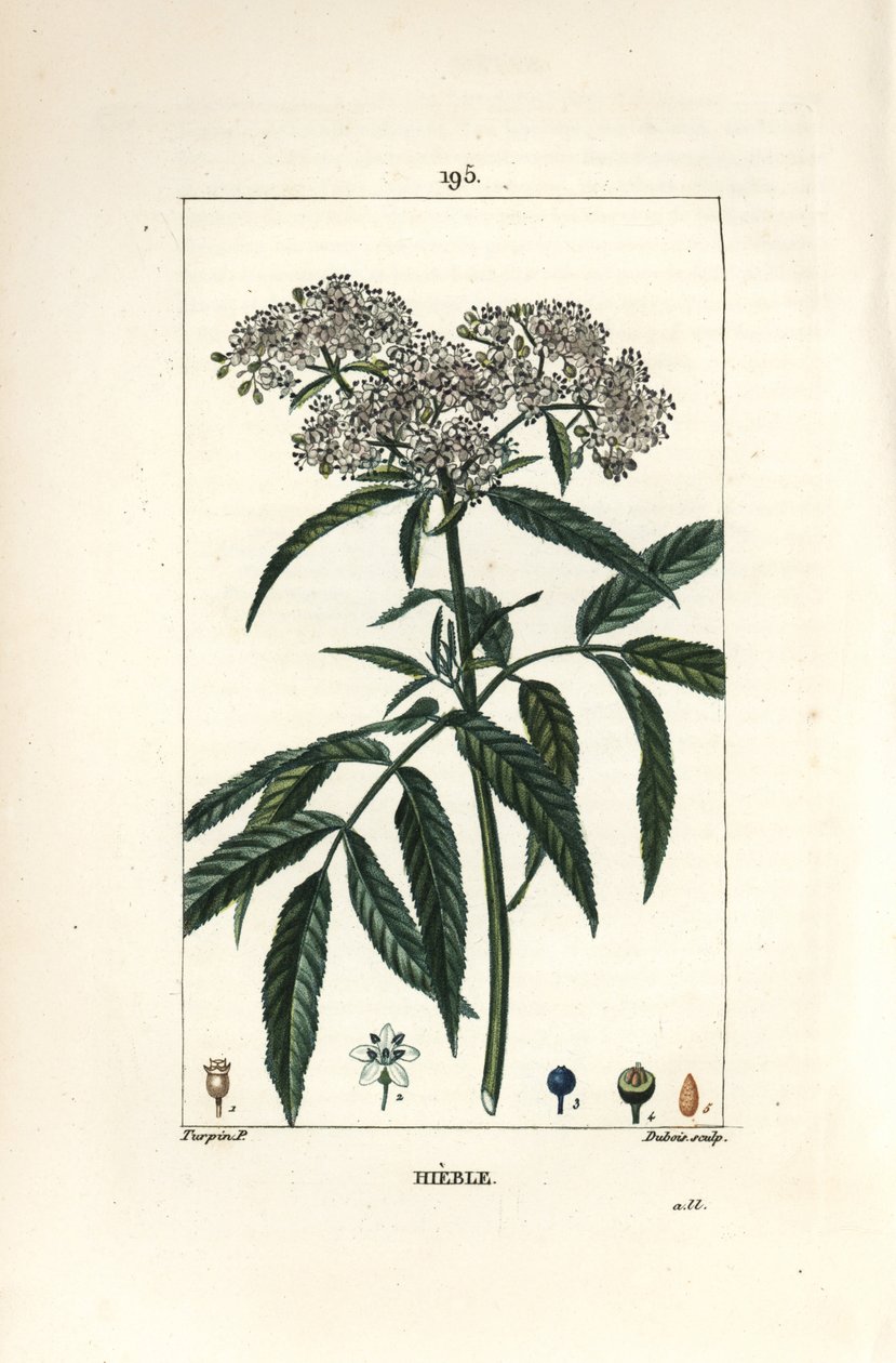 شيخ قزم - شيخ قزم ، Sambucus humilis. نقش على لوح نحاسي ملون يدويًا بواسطة لامبرت جونيور من رسم بيير جان فرانسوا توربين من شوميتون وبوارت وشامبيرت "" لا فلور ميديكال "،" باريس ، بانكوك بواسطة بيير جان فرانسوا توربين