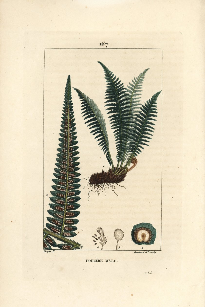 ذكر Fergere - ذكر درع السرخس ، Dryopteris filix-mas. نقش على لوح نحاسي منقوش يدويًا بواسطة لامبرت جونيور من رسم بيير جان فرانسوا توربين من شوميتون ، "لا فلور ميديكال" لـ Poiret et Chamberet "" باريس ، بانكوك بواسطة بيير جان فرانسوا توربين