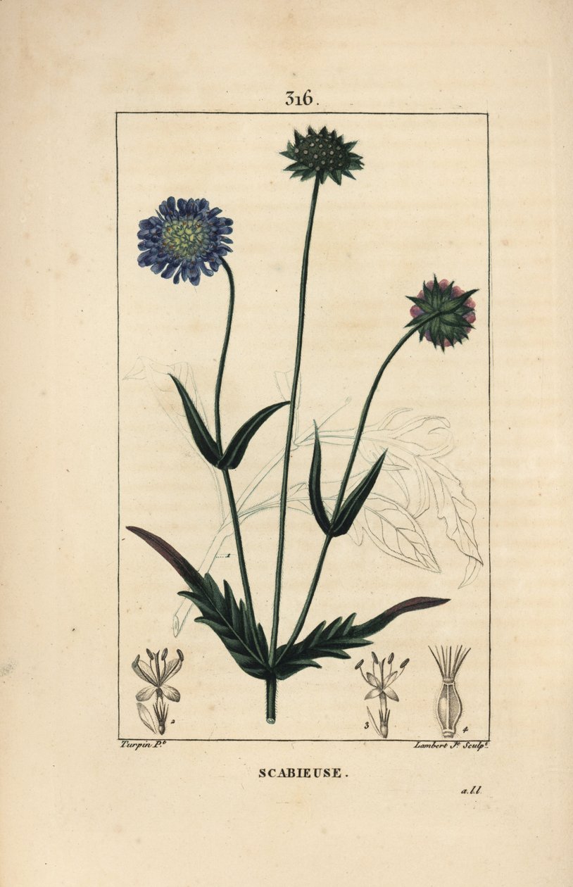 knautie الحقل أو scabieuse الحقل - scabious الحقل ، Knautia arvensis ، مع مخطط الزهرة والأوراق والساق والبذور والأوراق. نقش على لوح نحاسي ملون يدويًا بواسطة لامبرت جونيور من رسم بيير جان فرانسوا توربين من شوميتون وبوارت وشام بواسطة بيير جان فرانسوا توربين