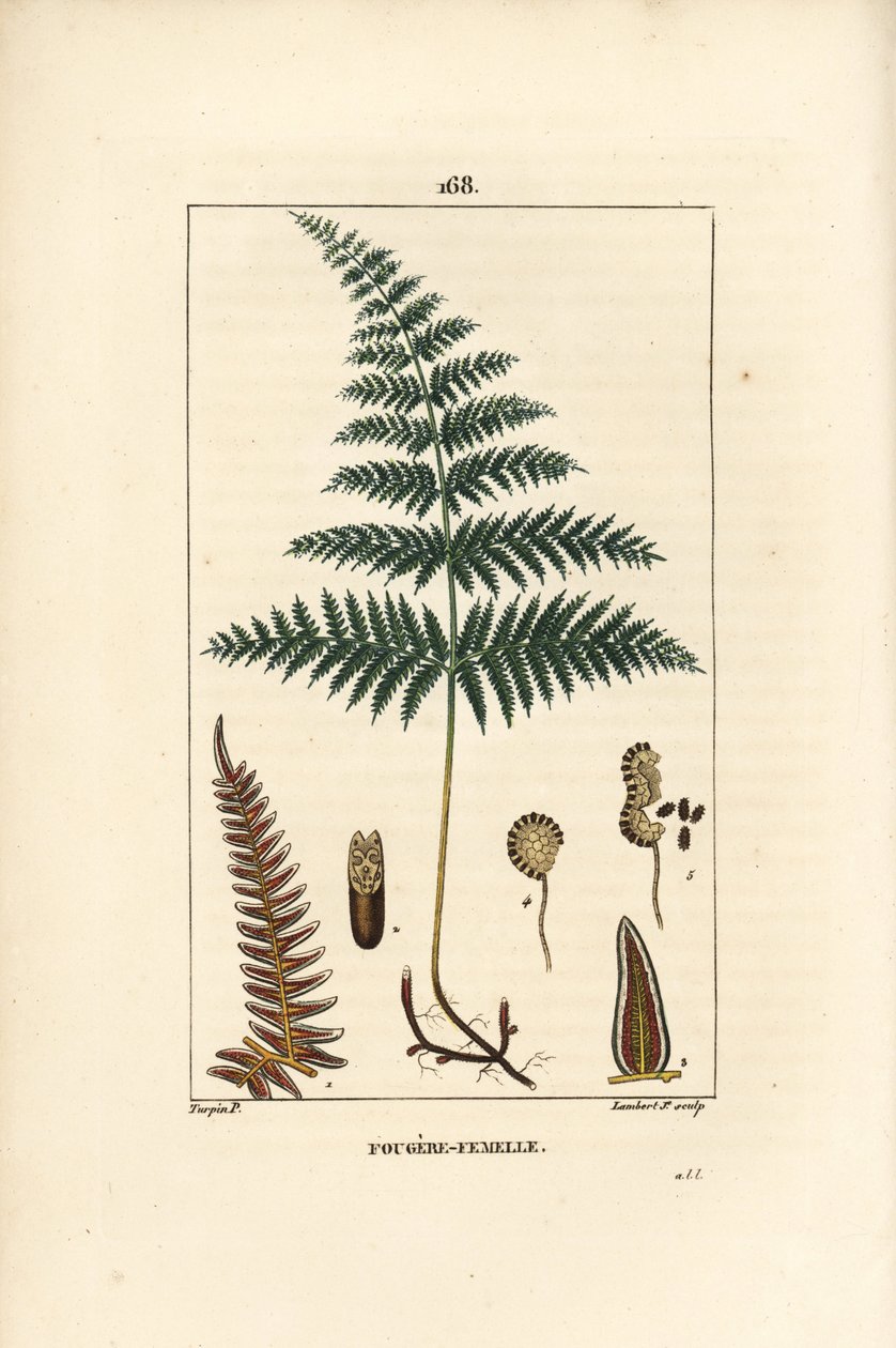 Fougere Aigle ou Grande Fougere - سرخس أو سرخس أنثى ، Pteridium aquilinum. نقش على لوح نحاسي منقوش يدويًا بواسطة لامبرت جونيور من رسم بيير جان فرانسوا توربين من شومتون ، "" La Flore Medicale لـ Poiret et Chamberet "،" Paris ، P بواسطة بيير جان فرانسوا توربين