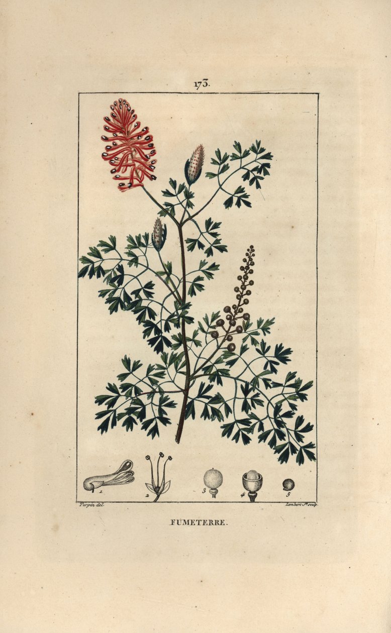 Fumeterre officinale أو Foot de Celine - Fumitory ، Fumaria officinalis ، تظهر الزهور والأوراق والبذور. نقش على لوح نحاسي منقوش يدويًا بواسطة لامبرت جونيور من رسم بيير جان فرانسوا توربين من شوميتون ، بوارت وشامبيرت "" L بواسطة بيير جان فرانسوا توربين