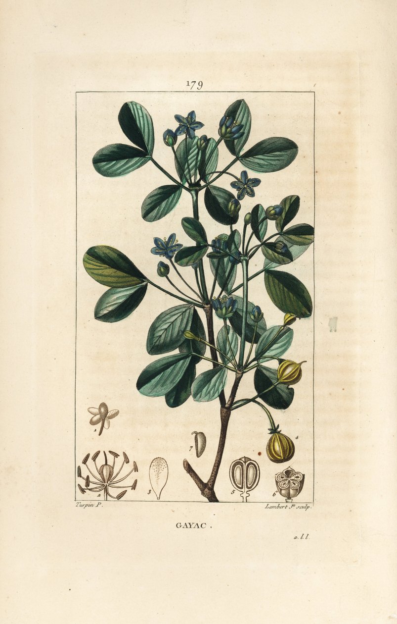 Gaiac أو الخشب المقدس ، خشب الحياة - Guaiacum ، Guajacum officinale. نقش على لوح نحاسي ملون يدويًا بواسطة لامبرت جونيور من رسم بيير جان فرانسوا توربين من شوميتون وبوارت وشامبيرت "" لا فلور ميديكال "،" باريس ، بانكوك بواسطة بيير جان فرانسوا توربين