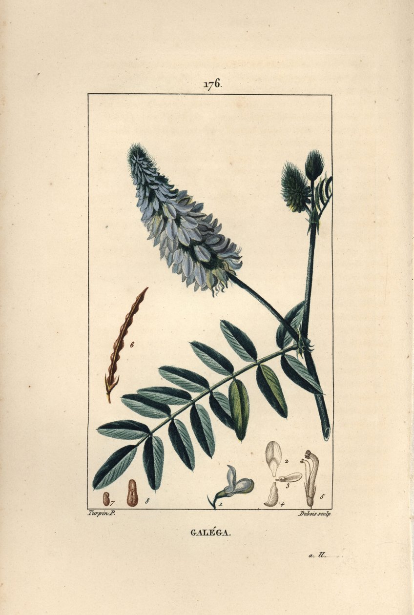 Galega - شارع الماعز ، Galega officinalis ، بالزهور والأوراق والبذور. نقش على لوح نحاسي منقوش يدويًا بواسطة دوبوا من رسم بيير جان فرانسوا توربين من شوميتون وبوارت و "لا فلور ميديكال" لباريس ، بانكوك بواسطة بيير جان فرانسوا توربين
