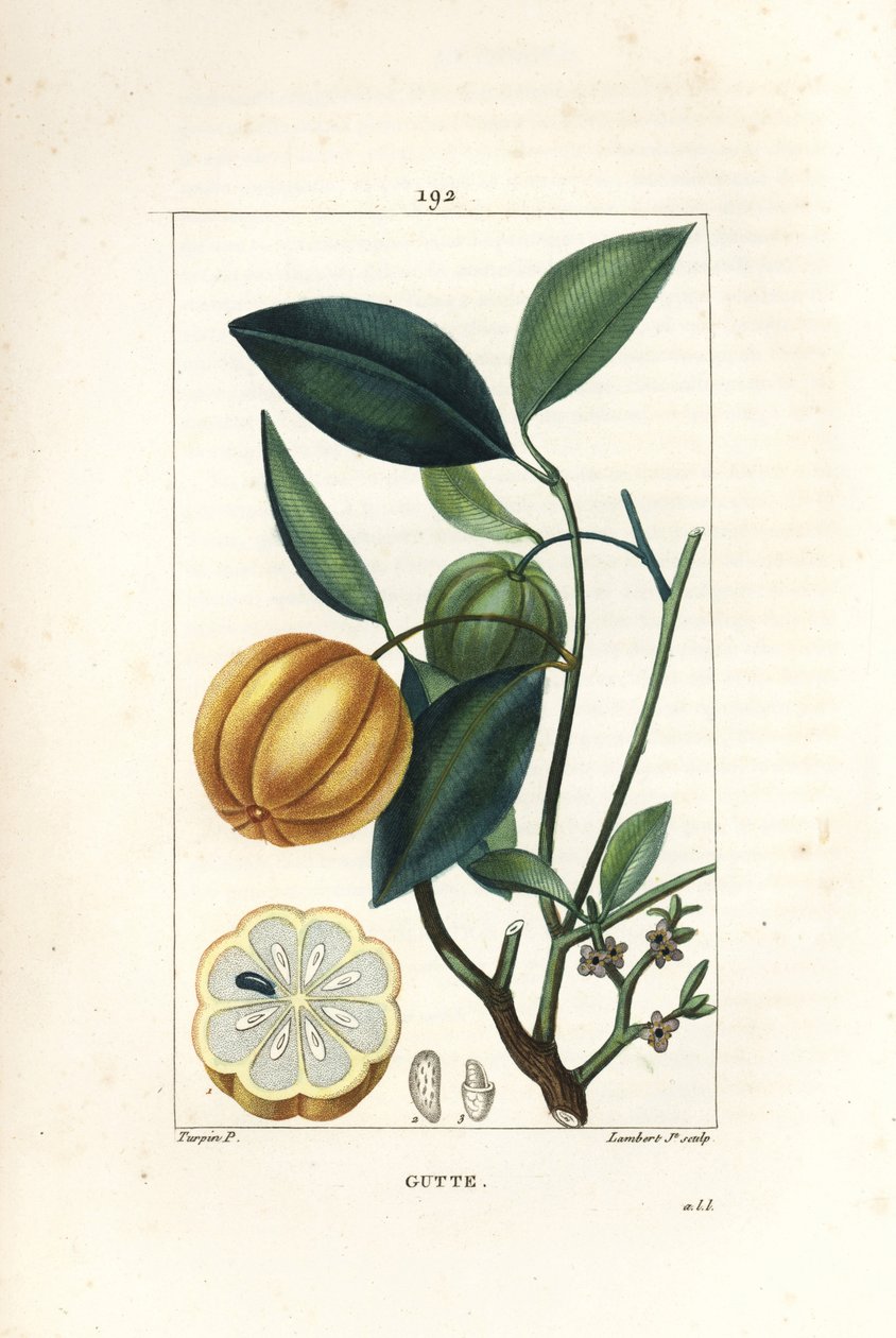 Garcinia gummi gutta أو Malabar Tamarinier ، Gambooge ، Brindall Bay - شجرة Gum guttae ، Cambogia gutta ، مع الفاكهة والأوراق والزهور والفاكهة في القسم. نقش على لوح نحاسي ملون يدويًا بواسطة لامبرت جونيور من رسم بيير جان فرانسوا توربين بواسطة بيير جان فرانسوا توربين