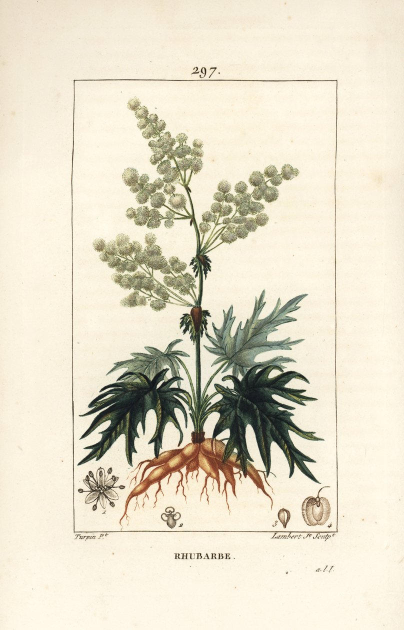 راوند الحديقة - راوند ، رابارباروم (Rheum palmatum) ، مع زهرة ، ساق ، أوراق ، بذرة وجذر. نقش على لوح نحاسي ملون يدويًا بواسطة لامبرت جونيور من رسم بيير جان فرانسوا توربين من شوميتون وبوارت ولوحة La F "" لشامبيرت بواسطة بيير جان فرانسوا توربين