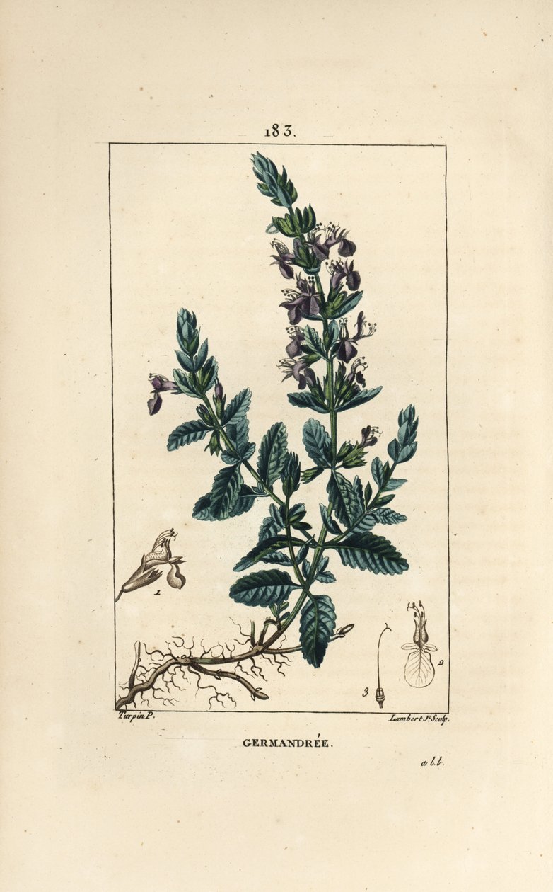 Germandree petit oak - Germander ، Teucrium chamaedrys. نقش على لوح نحاسي ملون يدويًا بواسطة لامبرت جونيور من رسم بيير جان فرانسوا توربين من شوميتون وبوارت وشامبيرت "لا فلور ميديكال" ، "باريس ، بانكوك بواسطة بيير جان فرانسوا توربين