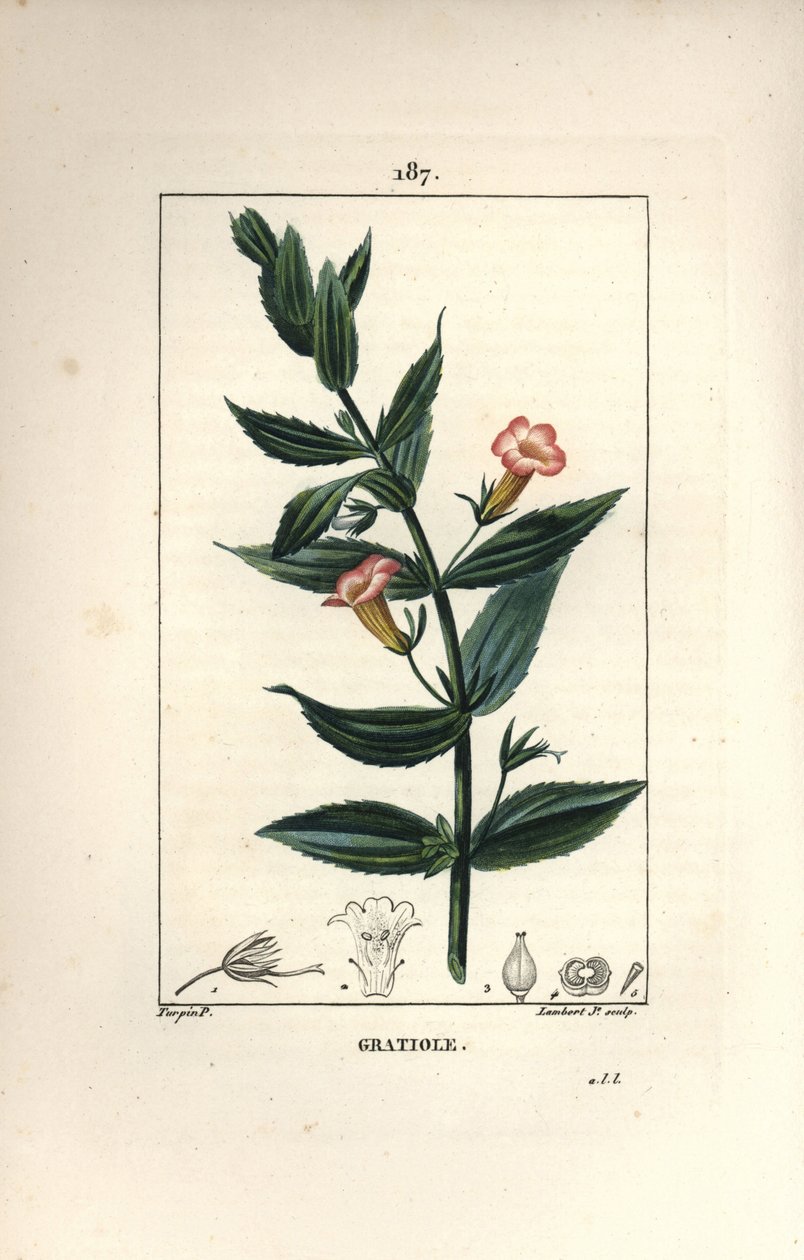 Gratiole officinale ، أو Grace de dieu ، Grace au poor man ، Petite digitale - Hedge hyssops ، Gratiola officinalis. نقش على لوح نحاسي منقوش يدويًا بواسطة لامبرت جونيور من رسم بيير جان فرانسوا توربين من شوميتون وبوارت وشامبيرت بواسطة بيير جان فرانسوا توربين