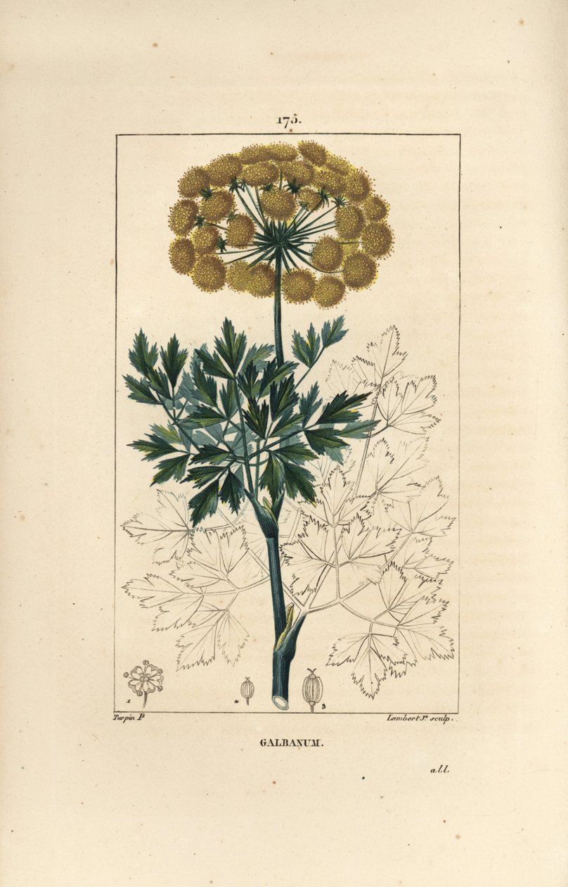 سدادة صمغية أو غالبانوم - Galbanum ، Ferula gummosa ، تظهر الزهور والأوراق والبذور. نقش على لوح نحاسي ملون يدويًا بواسطة لامبرت جونيور من رسم بيير جان فرانسوا توربين من شوميتون ، "" La Flore Medicale لـ Poiret et Chamberet ، " بواسطة بيير جان فرانسوا توربين
