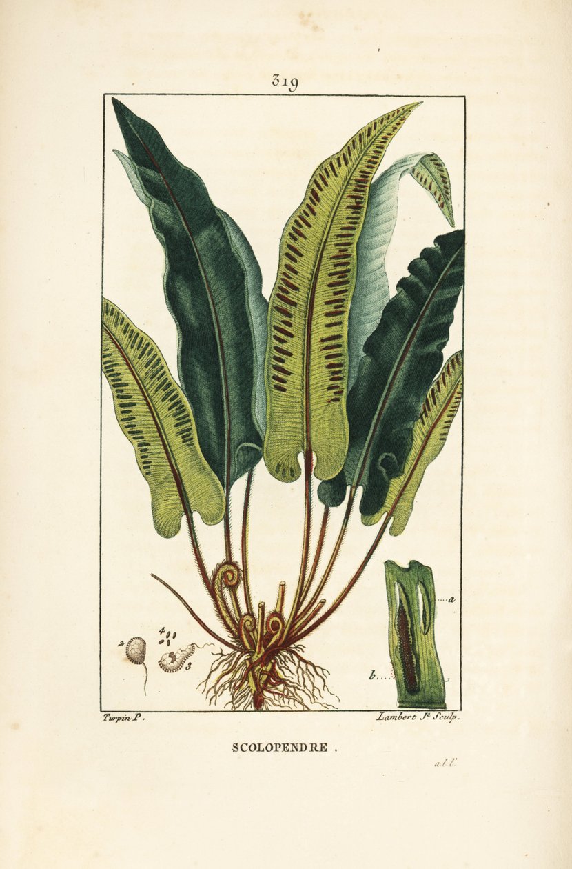 سرخس لسان هارت ، أسبلنيوم سكولوبندريوم ، مع الأوراق والبذور والجذر. نقش على لوح نحاسي ملون يدويًا بواسطة لامبرت جونيور من رسم بيير جان فرانسوا توربين من شوميتون ، بوارت و "لا فلور ميديكال" لباريس ، بانكو بواسطة بيير جان فرانسوا توربين