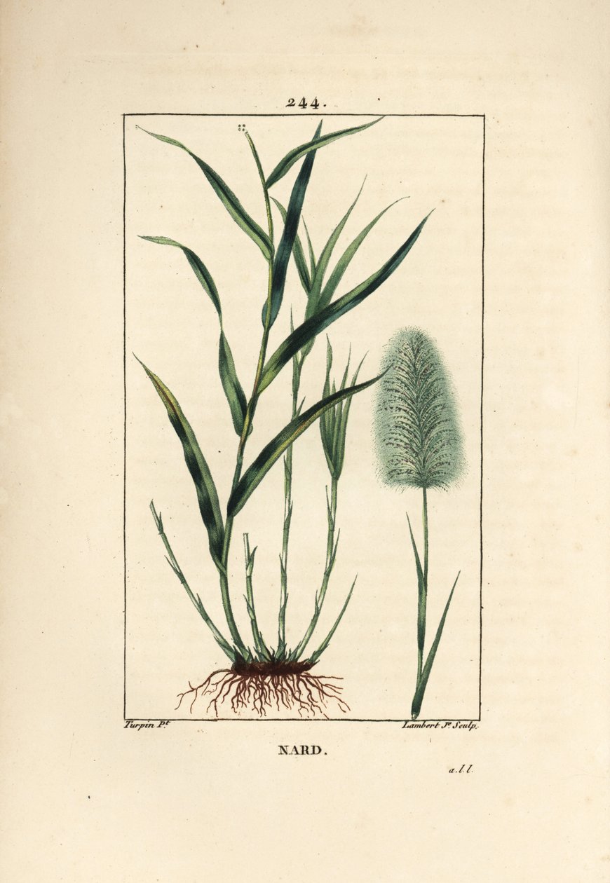 ناردين هندي ، يشير ، spicanard - Spikenard ، Andropogon nardus ، مع الأوراق والجذور والزهور. نقش على لوح نحاسي منقوش يدويًا بواسطة لامبرت جونيور من رسم بيير جان فرانسوا توربين من شوميتون وبوارت ولا فلور ميدي "" لشامبرت بواسطة بيير جان فرانسوا توربين