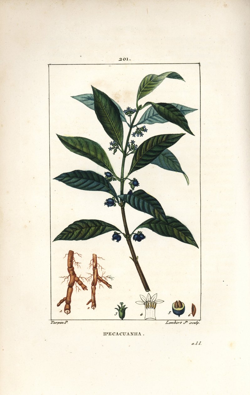 Ipeca أو Ipecacuana - Ipecacuanha ، Psychotria emetica ، مع الأوراق والزهور والجذر. نقش على لوح نحاسي منقوش يدويًا بواسطة لامبرت جونيور من رسم بيير جان فرانسوا توربين من شوميتون وبوارت و "" لا فلور ميديكال "،" بار بواسطة بيير جان فرانسوا توربين