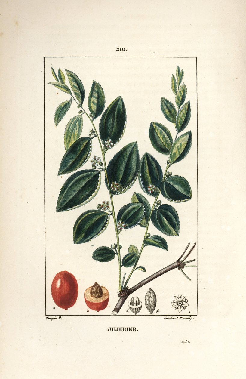 صبغة Jujubier الأم - شجرة العناب ، Rhamnus zizyphus ، مع الزهور والأوراق والفاكهة في القسم. نقش على لوح نحاسي منقوش يدويًا بواسطة لامبرت جونيور من رسم بيير جان فرانسوا توربين من شوميتون وبوارت ولا فلور "" لشامبرت بواسطة بيير جان فرانسوا توربين